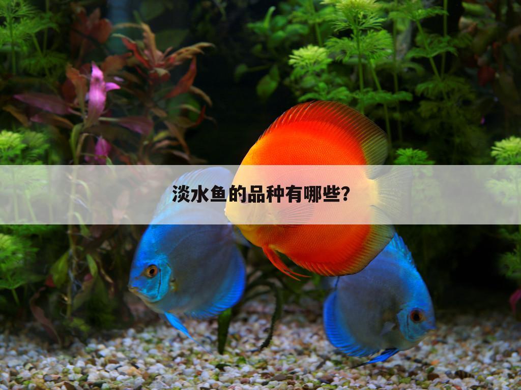 淡水鱼的品种有哪些?