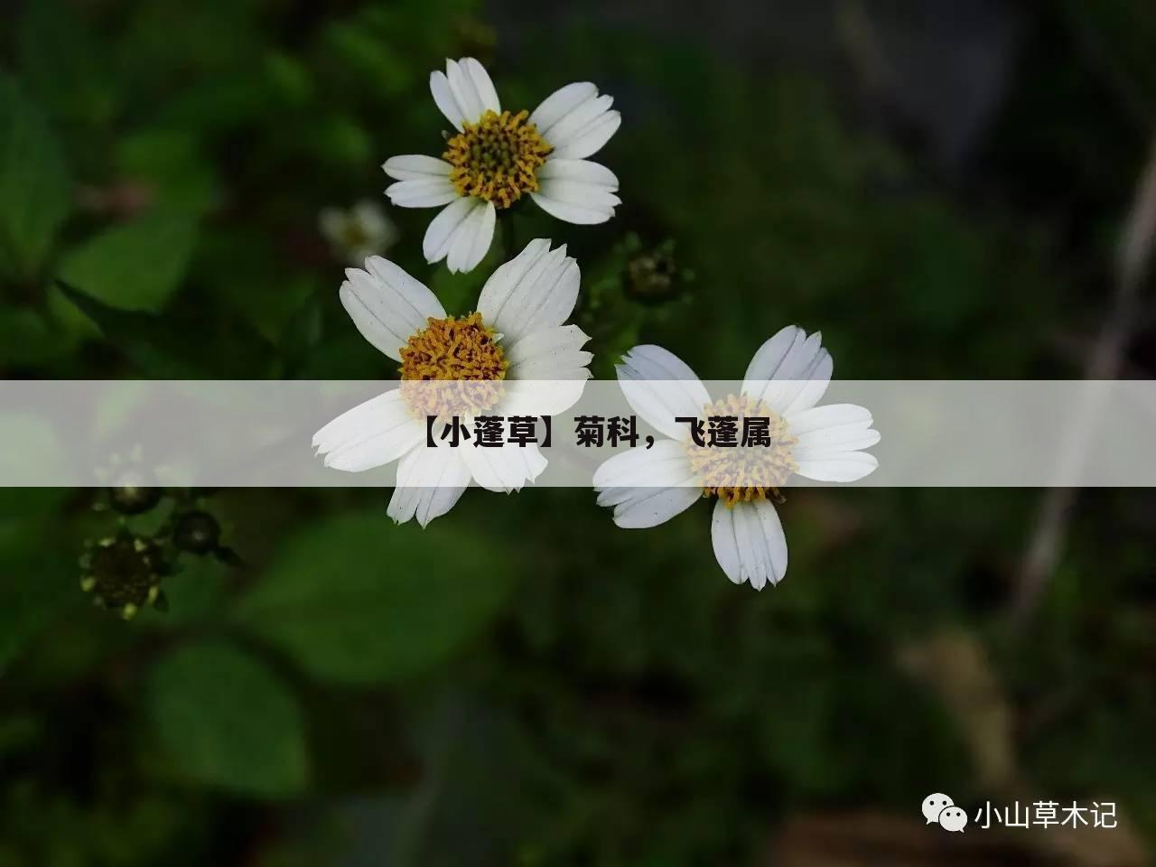 【小蓬草】菊科,飞蓬属