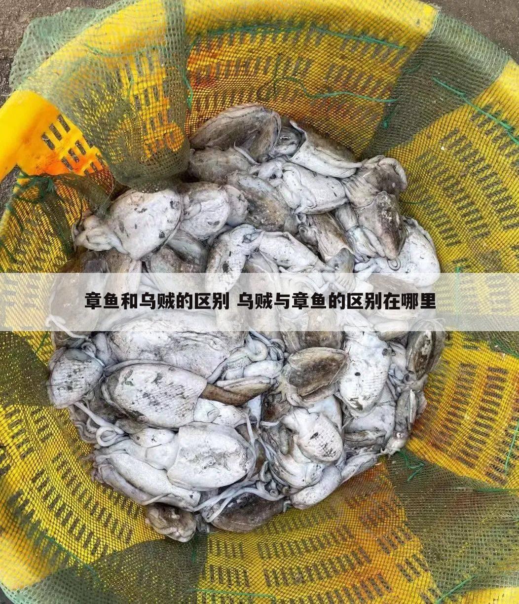 章鱼和乌贼的区别 乌贼与章鱼的区别在哪里