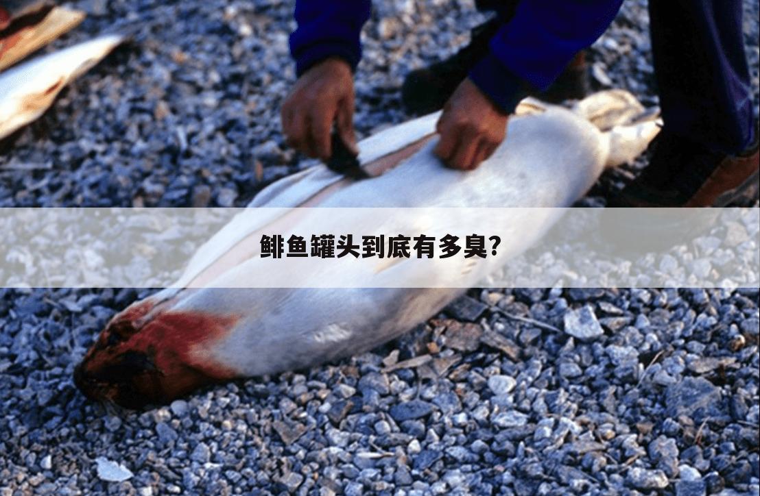 鲱鱼罐头到底有多臭?