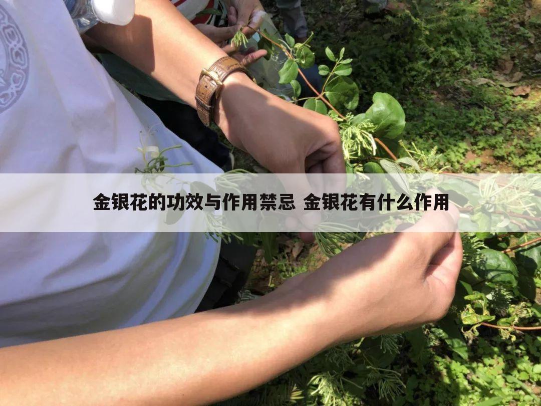 金银花的功效与作用禁忌 金银花有什么作用