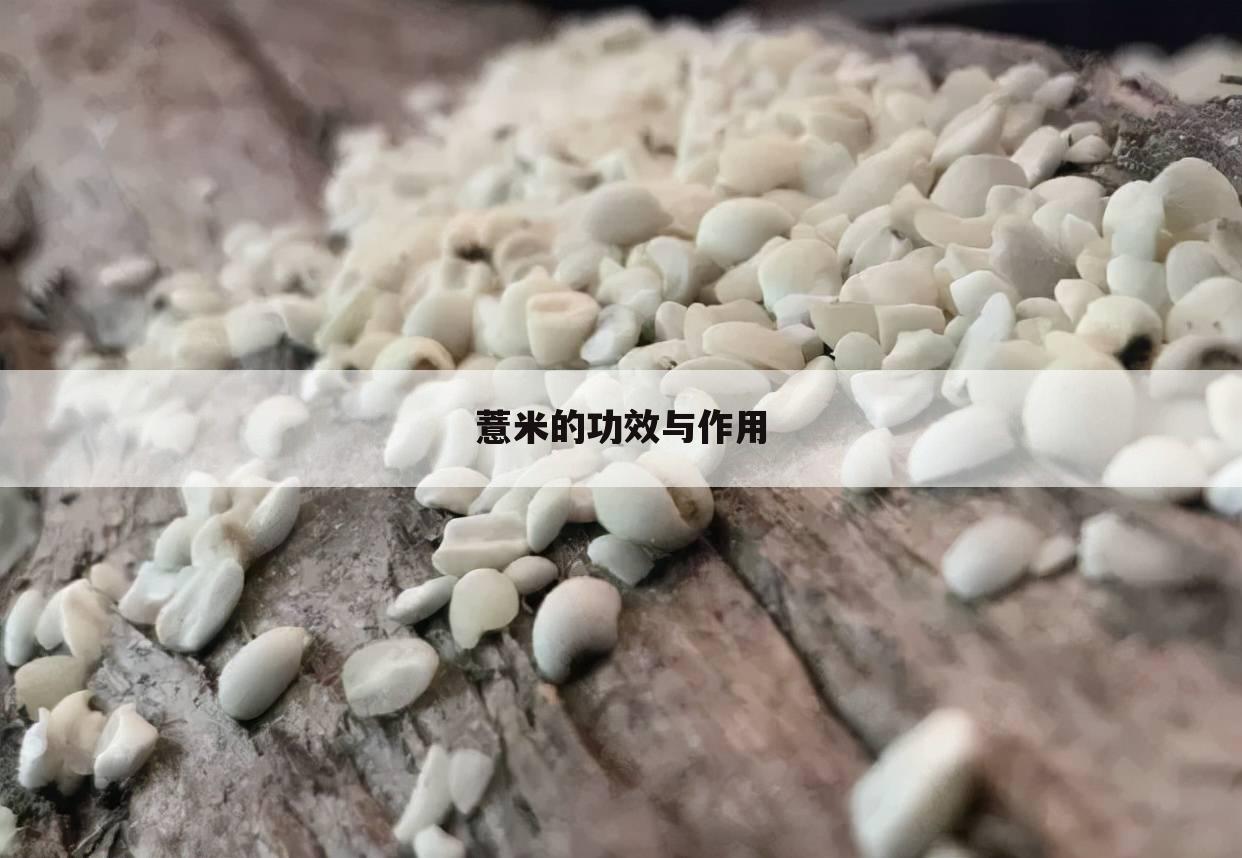 薏米的功效与作用
