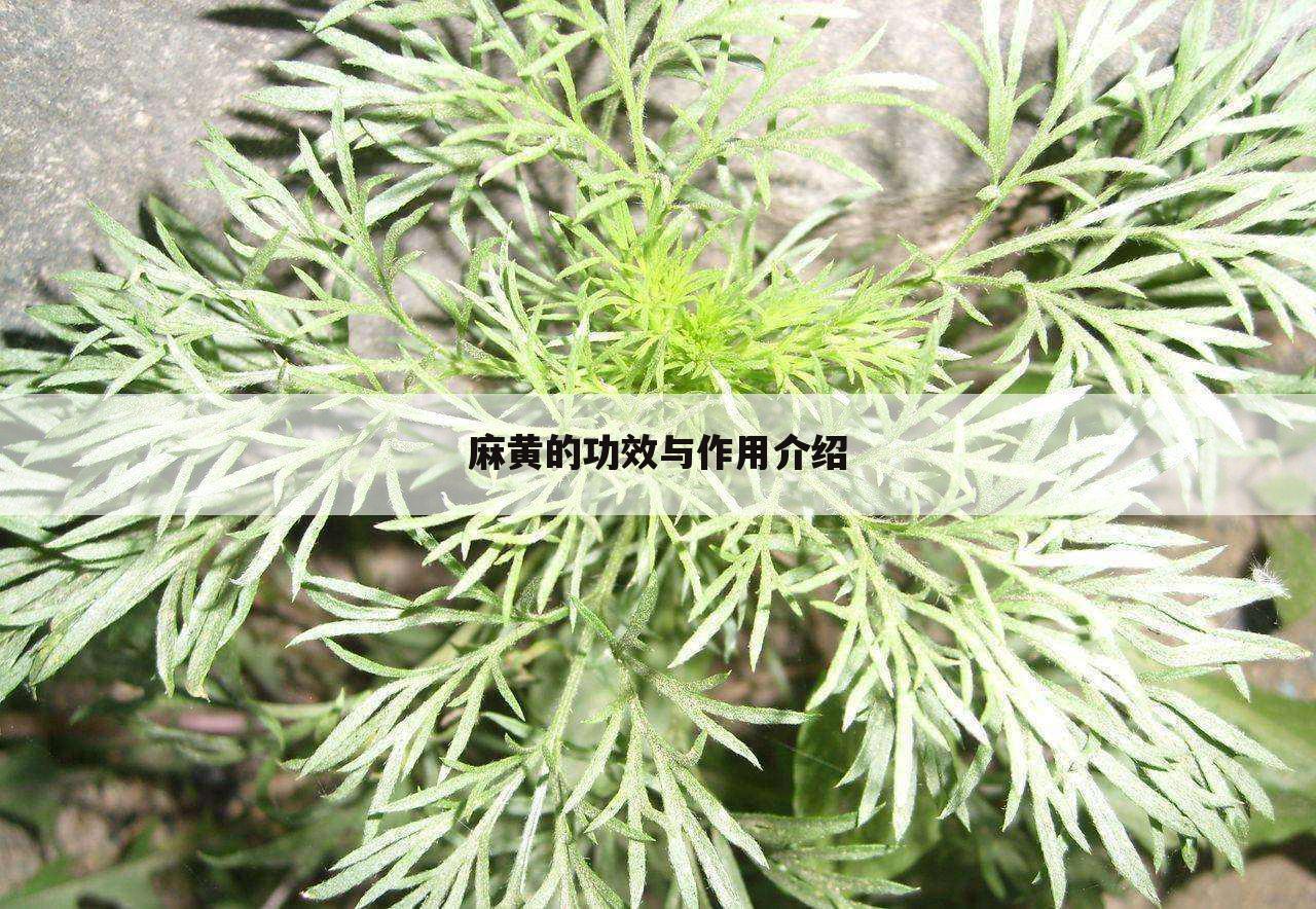 麻黄的功效与作用介绍