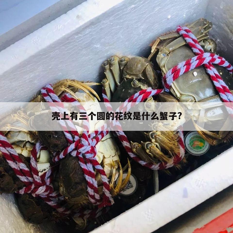 壳上有三个圆的花纹是什么蟹子?