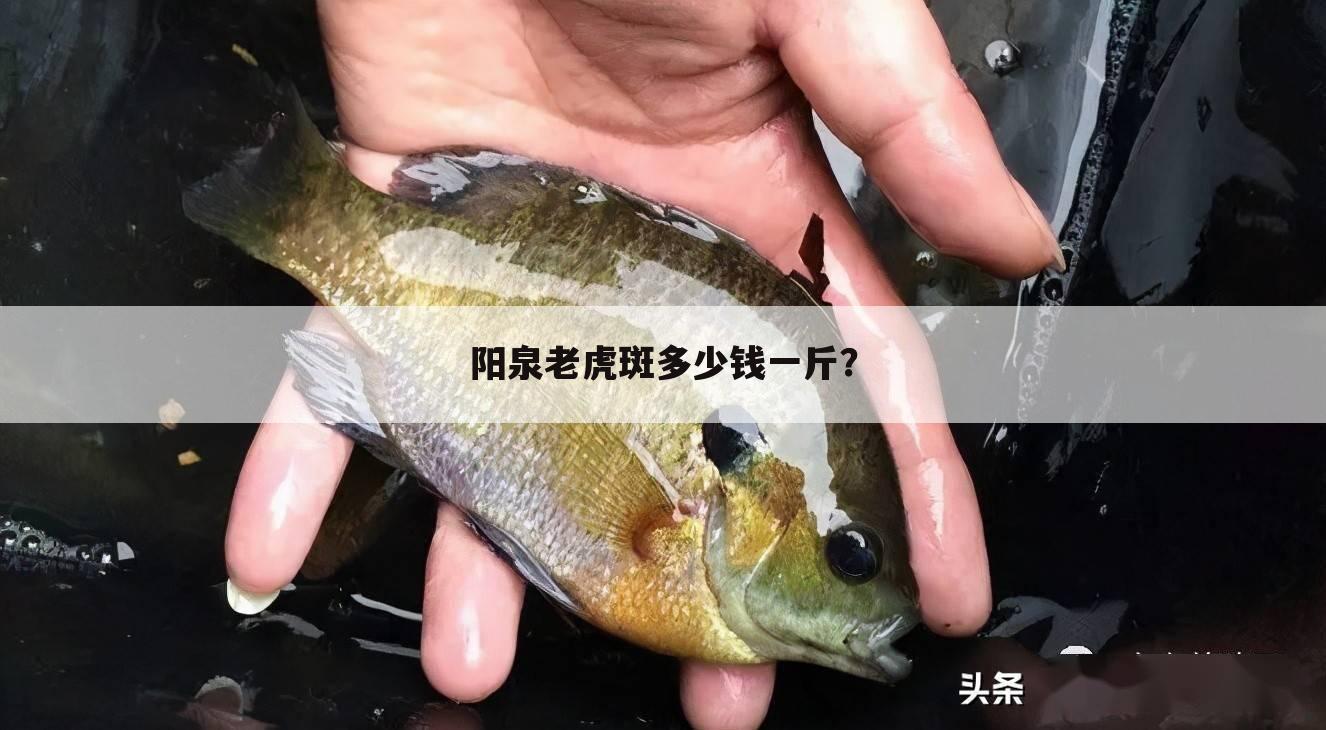 阳泉老虎斑多少钱一斤?