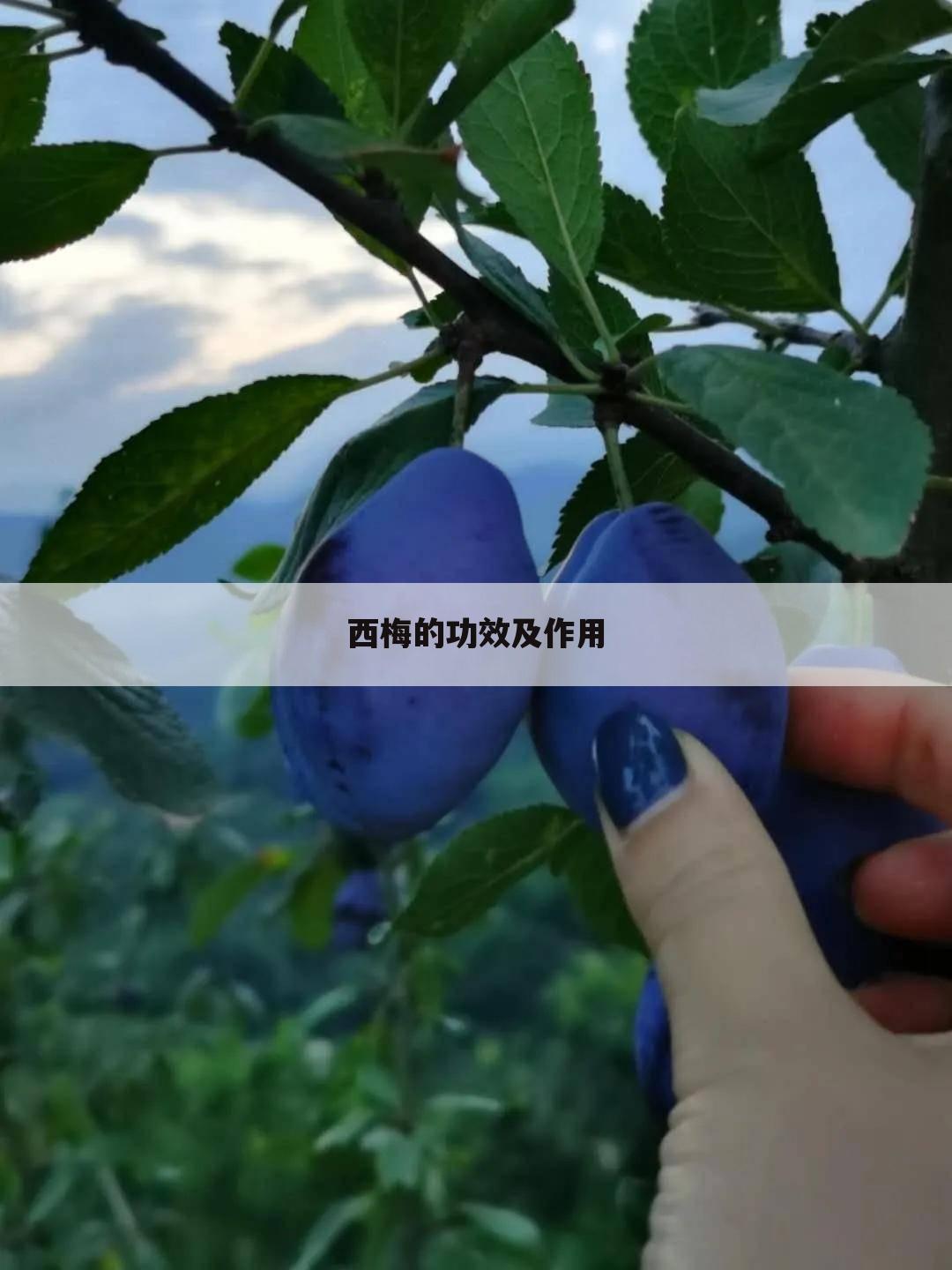 西梅的功效及作用