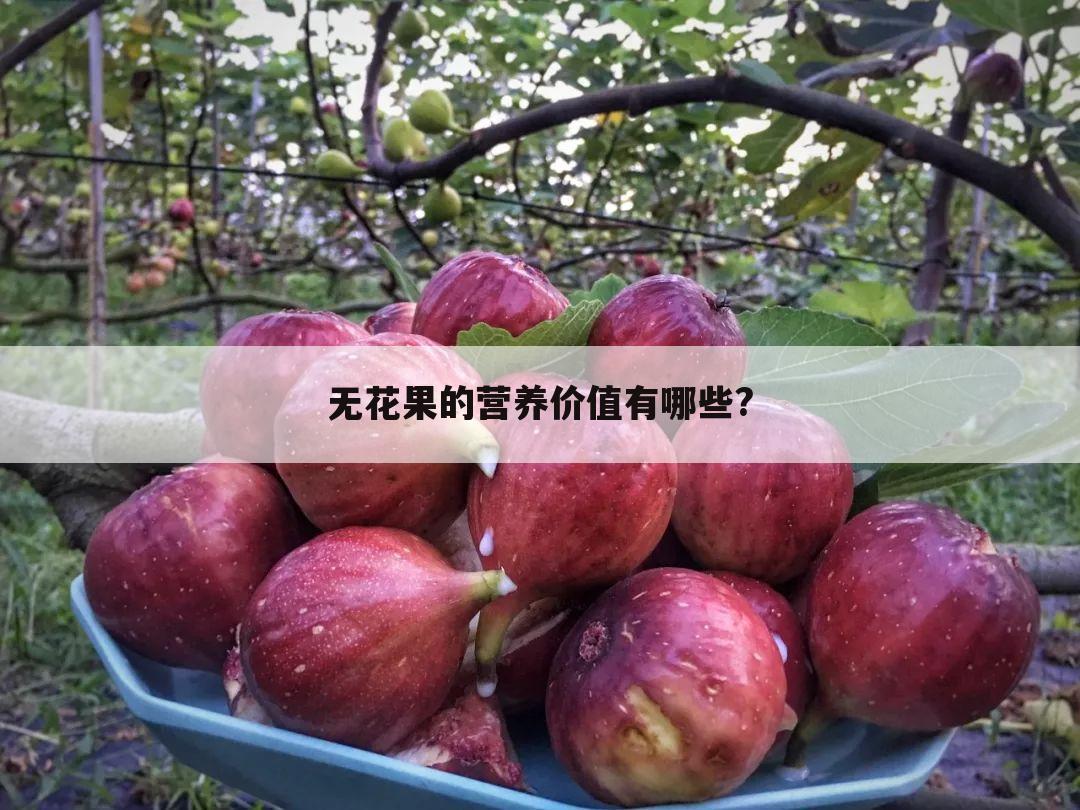 无花果的营养价值有哪些?