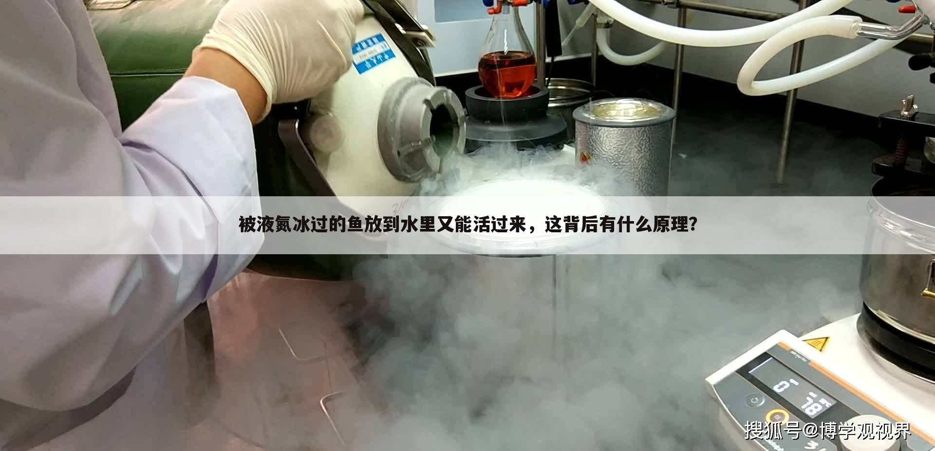 被液氮冰过的鱼放到水里又能活过来,这背后有什么原理?