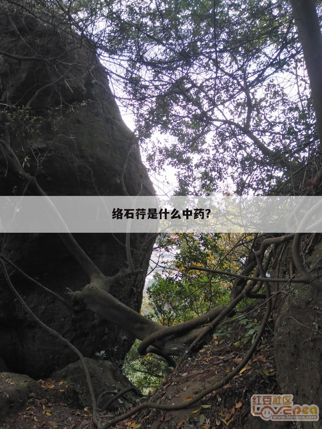 络石荇是什么中药?