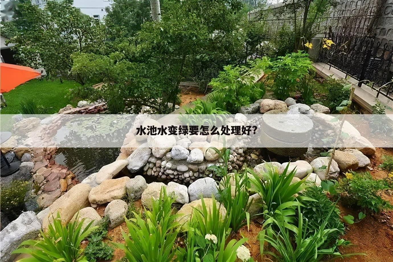 水池水变绿要怎么处理好?