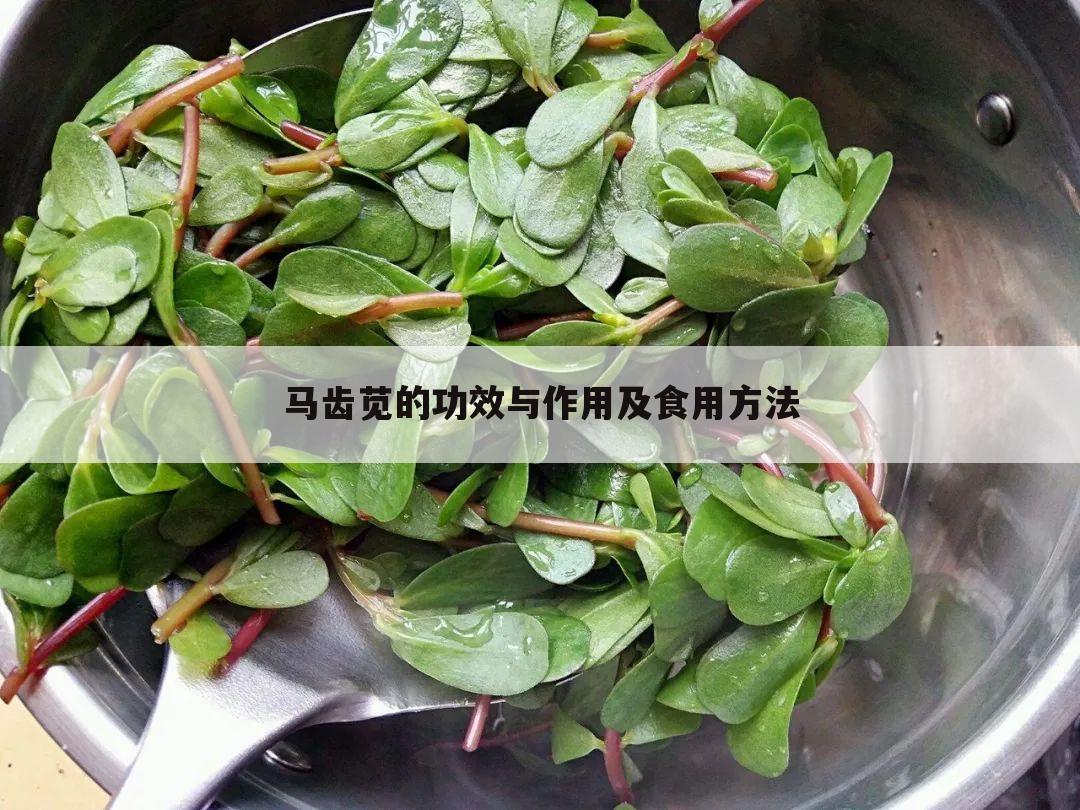 马齿苋的功效与作用及食用方法