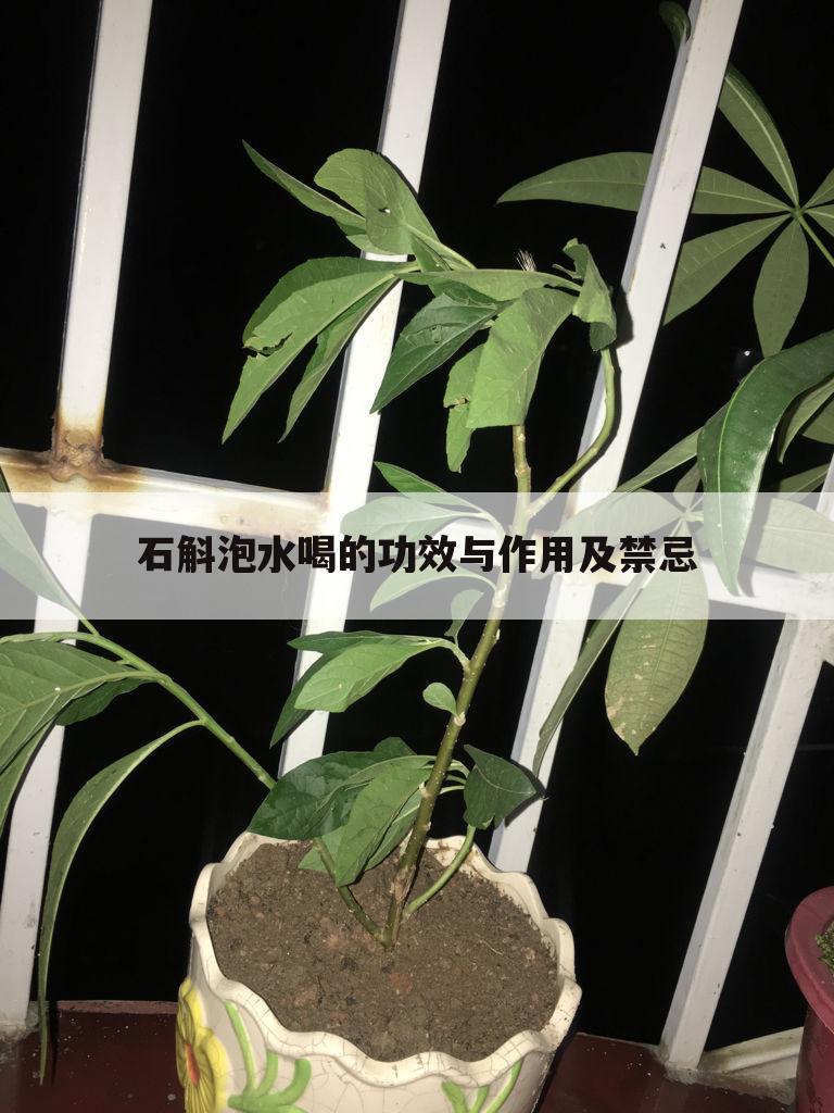 石斛泡水喝的功效与作用及禁忌
