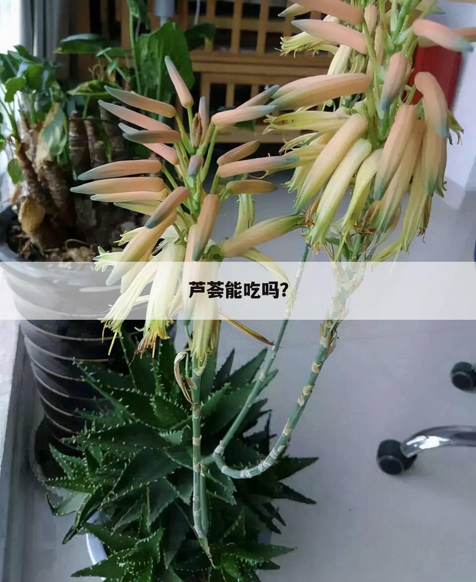 芦荟能吃吗?