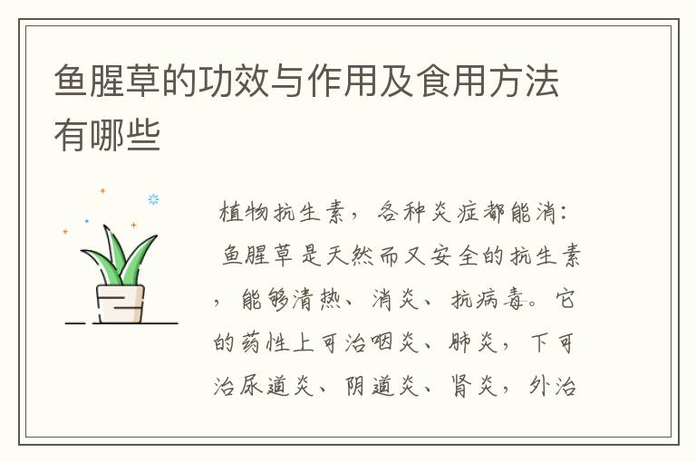 鱼腥草的功效与作用及食用方法有哪些