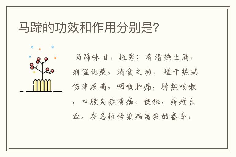 马蹄的功效和作用分别是？