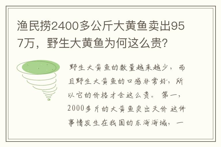 渔民捞2400多公斤大黄鱼卖出957万,野生大黄鱼为何这么贵?