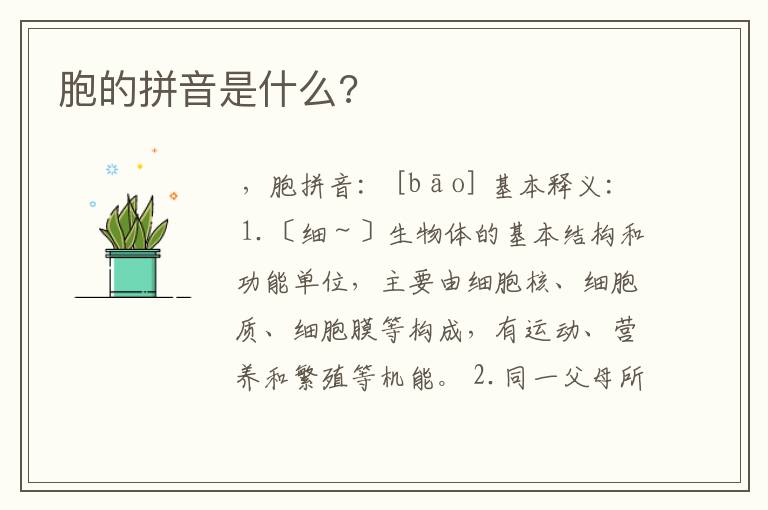 胞的拼音是什么?